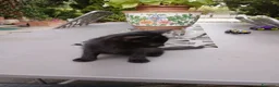 Meticcio gatti in regalo: Gattini in regalo a Provincia di Perugia - Annuncio 2