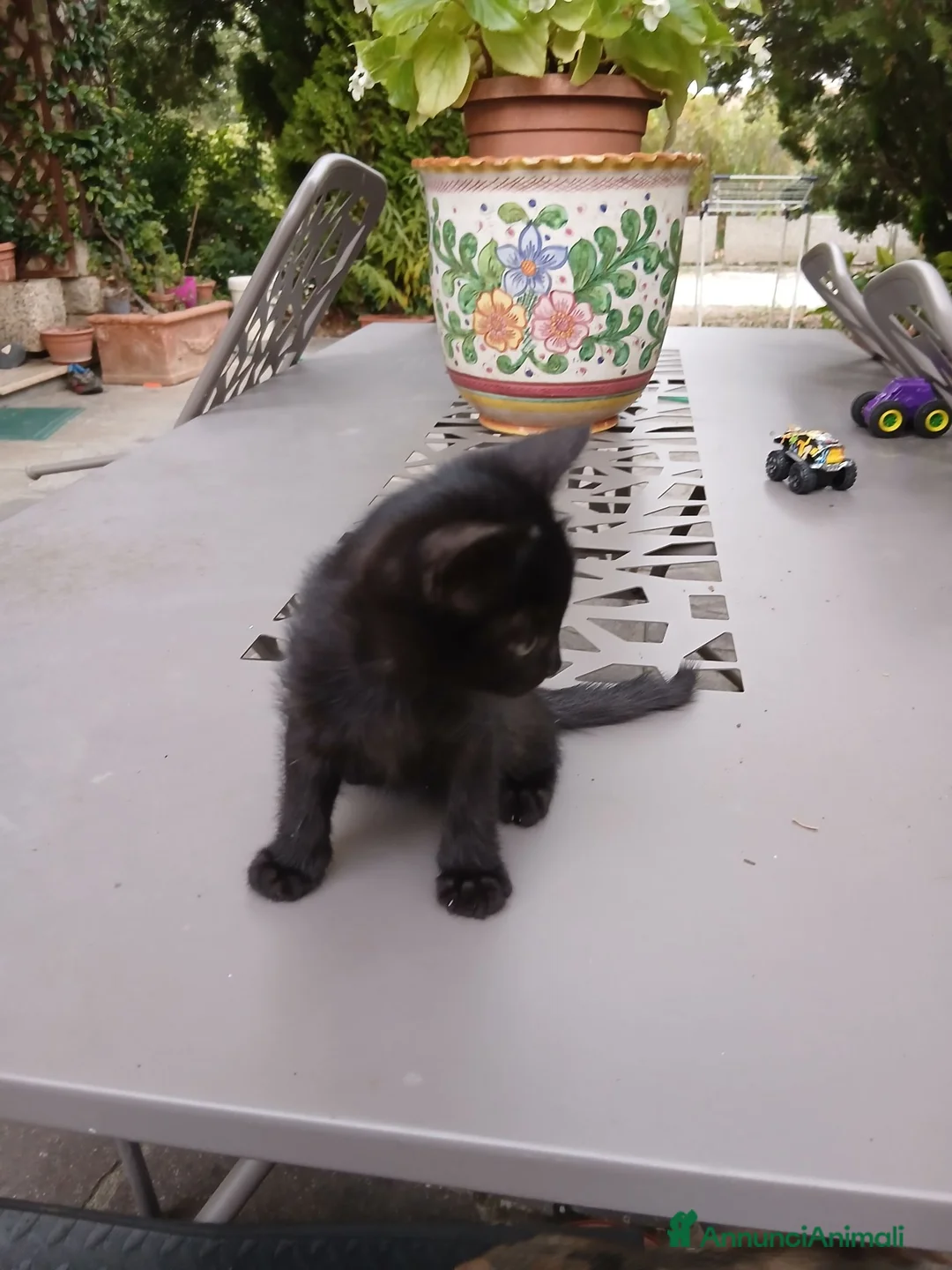 Meticcio gatti in regalo: Gattini in regalo a Provincia di Perugia - Annuncio 2