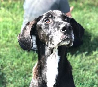 Meticcio cani Dolce Nestore super  bisognoso di adozione a Provincia di Latina - Annuncio 37