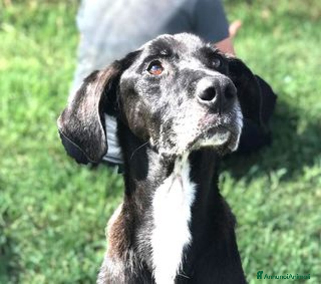 Meticcio cani in regalo: Dolce Nestore super  bisognoso di adozione a Provincia di Latina - Annuncio 1