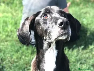 Meticcio cani Dolce Nestore super bisognoso di adozione a Provincia di Latina - Annuncio 3