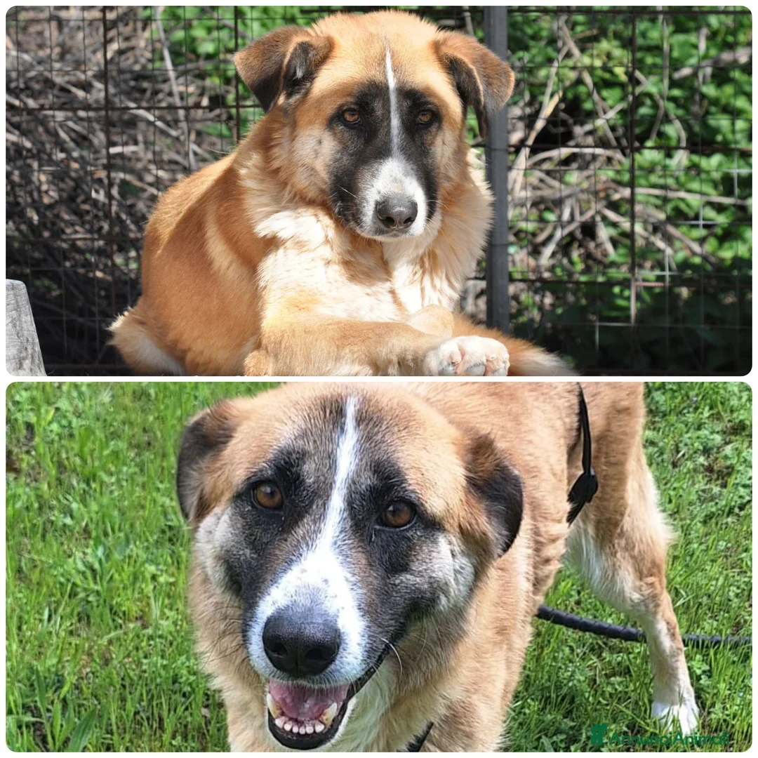 Meticcio cani in regalo: Ambra 4 anni Taglia grande  - Annuncio 1