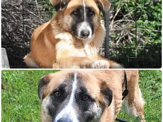 Meticcio cani Ambra 4 anni Taglia grande - Annuncio 1