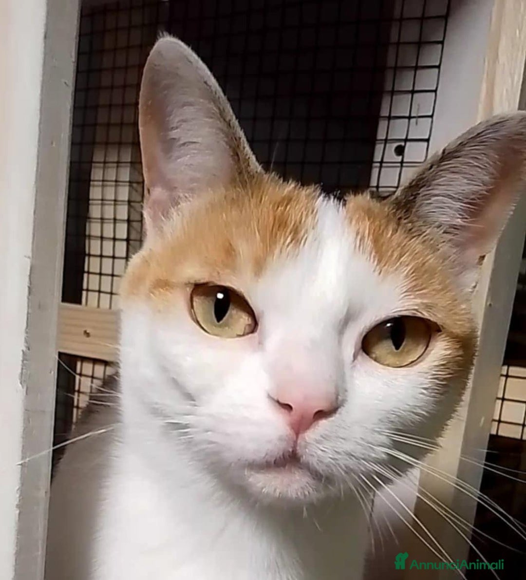 Europeo gatti in regalo: TRILLY , dolcissima micia in adozione! - Annuncio 4