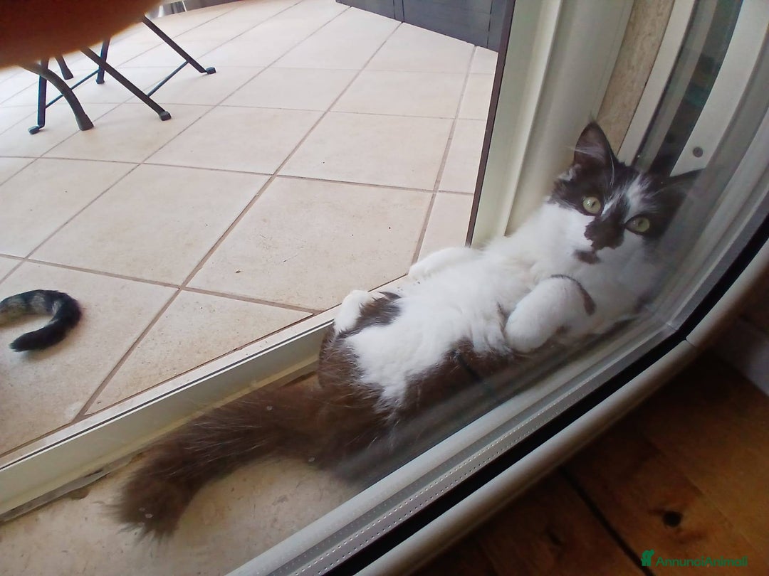 Meticcio gatti in regalo: Cleo gattina smorfiosa - Annuncio 4