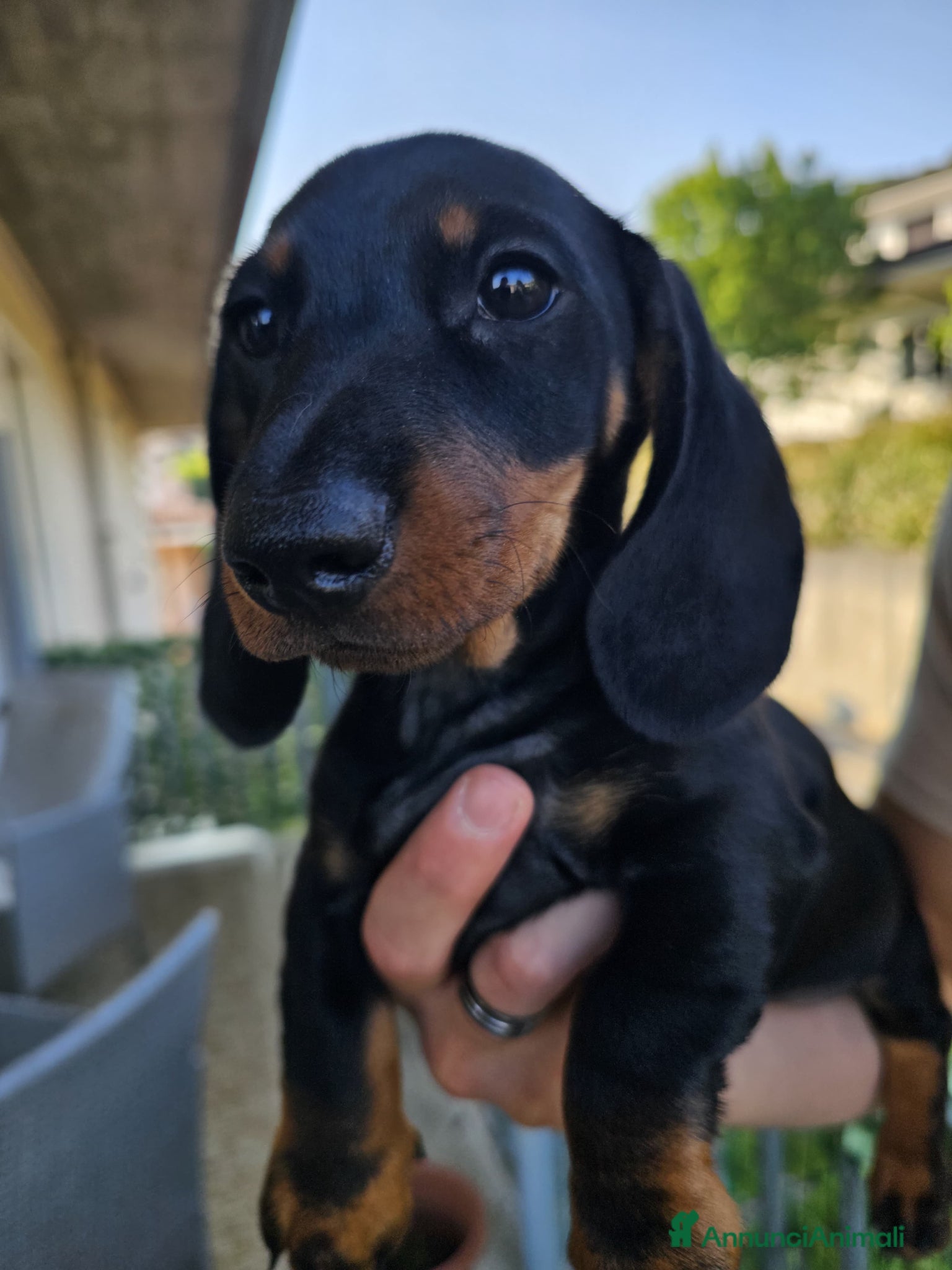 Bassotto cani in vendita: Bassotti nani - Annuncio 12