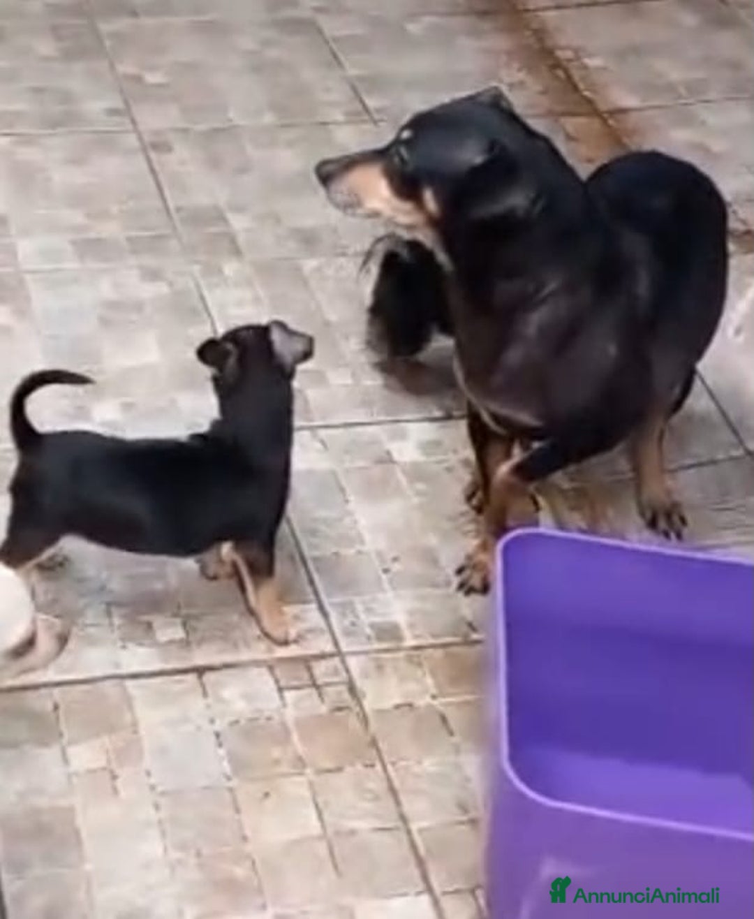 Pinscher Tedesco cani in vendita: Vendo - Immagine 1