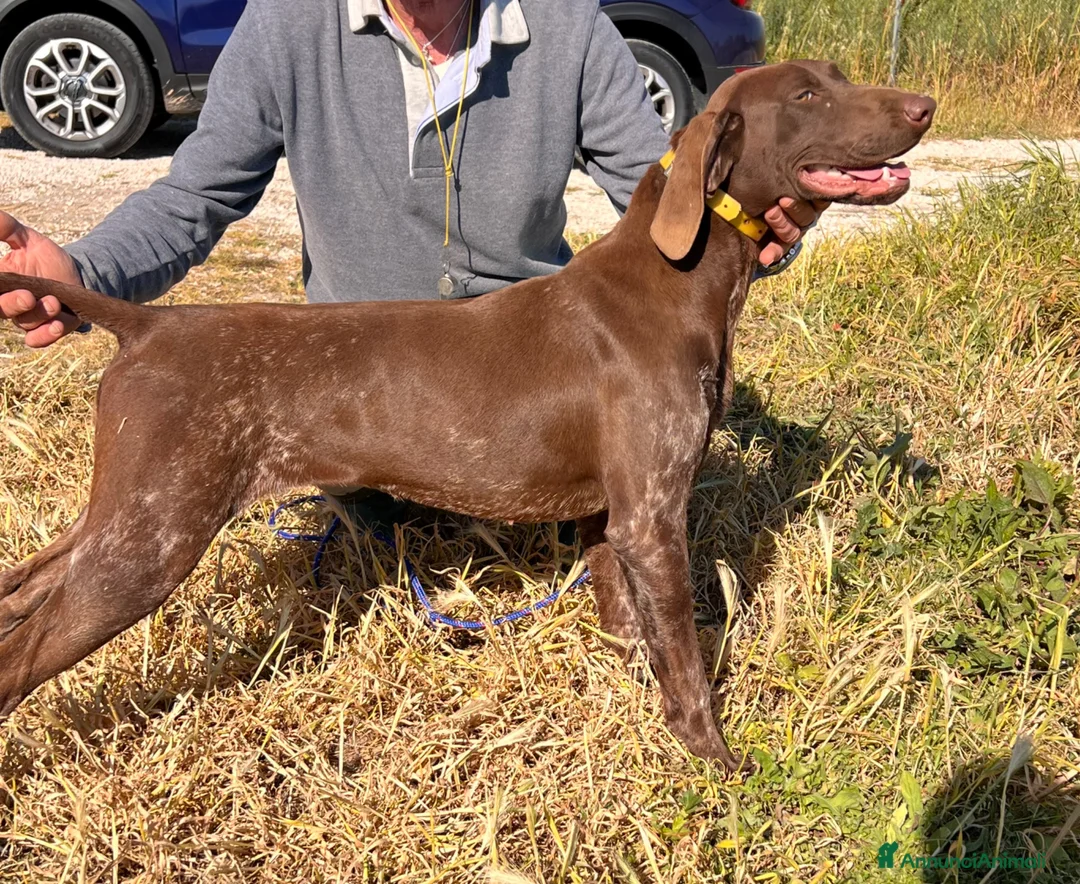 Kurzhaar cani in vendita: Cucciolona Kurzhaar - Annuncio 3