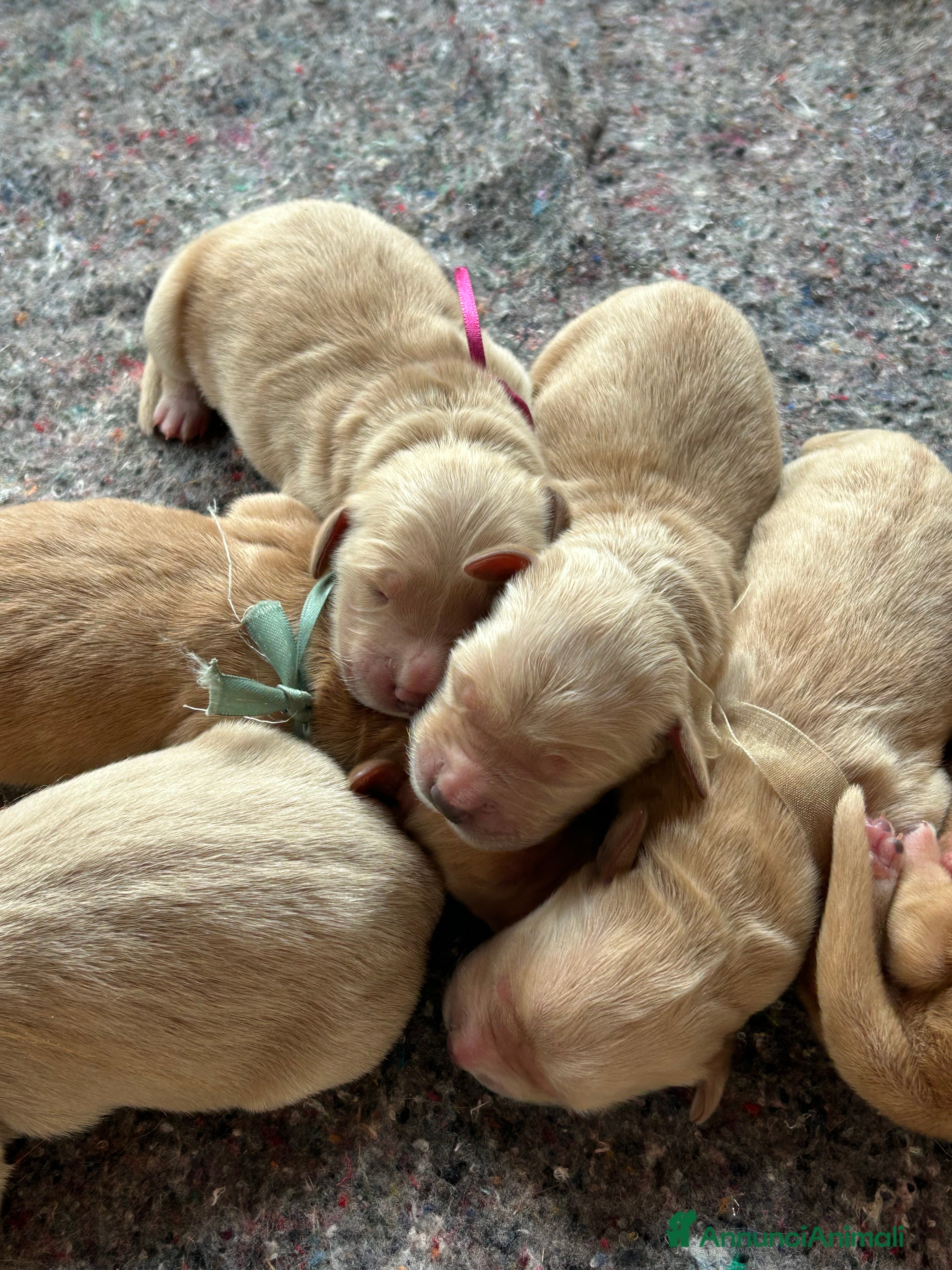 Golden Retriever cani Cuccioli Golden Retriever con pedigree - Annuncio 3