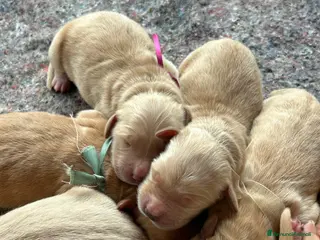 Golden Retriever cani Cuccioli Golden Retriever con pedigree - Annuncio 3