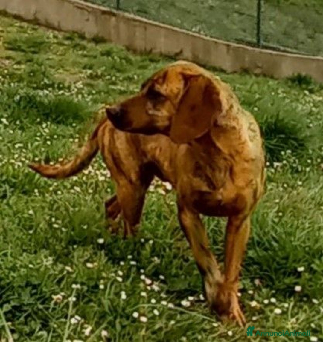 Segugio cani in regalo: YUK 4anni  pronto per l'adozione!Buono con tutti - Annuncio 4