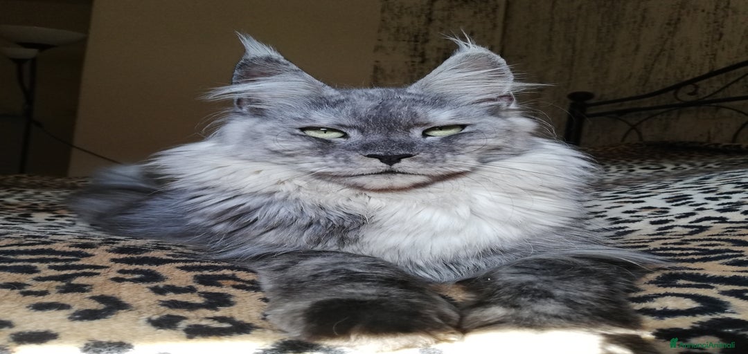 Immagine della galleria {{count}}