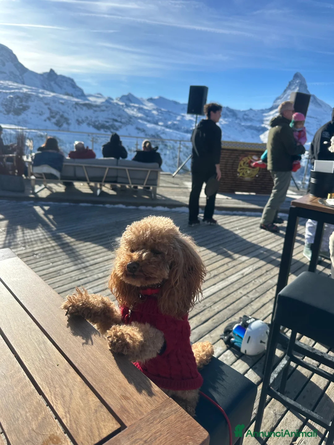 Barboncino Toy cani per accoppiamento: Zayn barboncino toy 3 kg red cerca fidanzatina - Annuncio 2