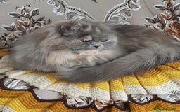 Persiano gatti in vendita: Gattini persiano bicolore a Città metropolitana di Messina - Immagine 18