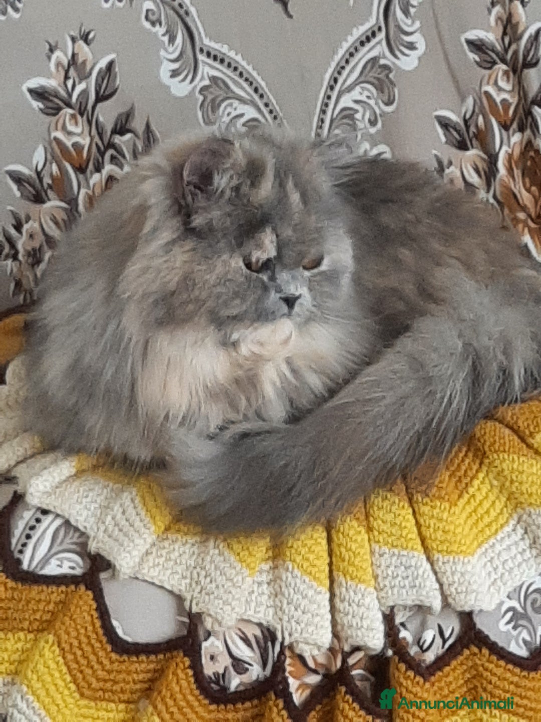 Persiano gatti in vendita: Gattini persiano bicolore a Città metropolitana di Messina - Immagine 18
