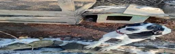 Ariegeois cani in vendita: Cucciolo airegeois a Città Metropolitana di Bologna - Annuncio 4