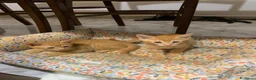 Meticcio gatti in regalo: Tiziano e Valentino 2 mesi  - Annuncio 2