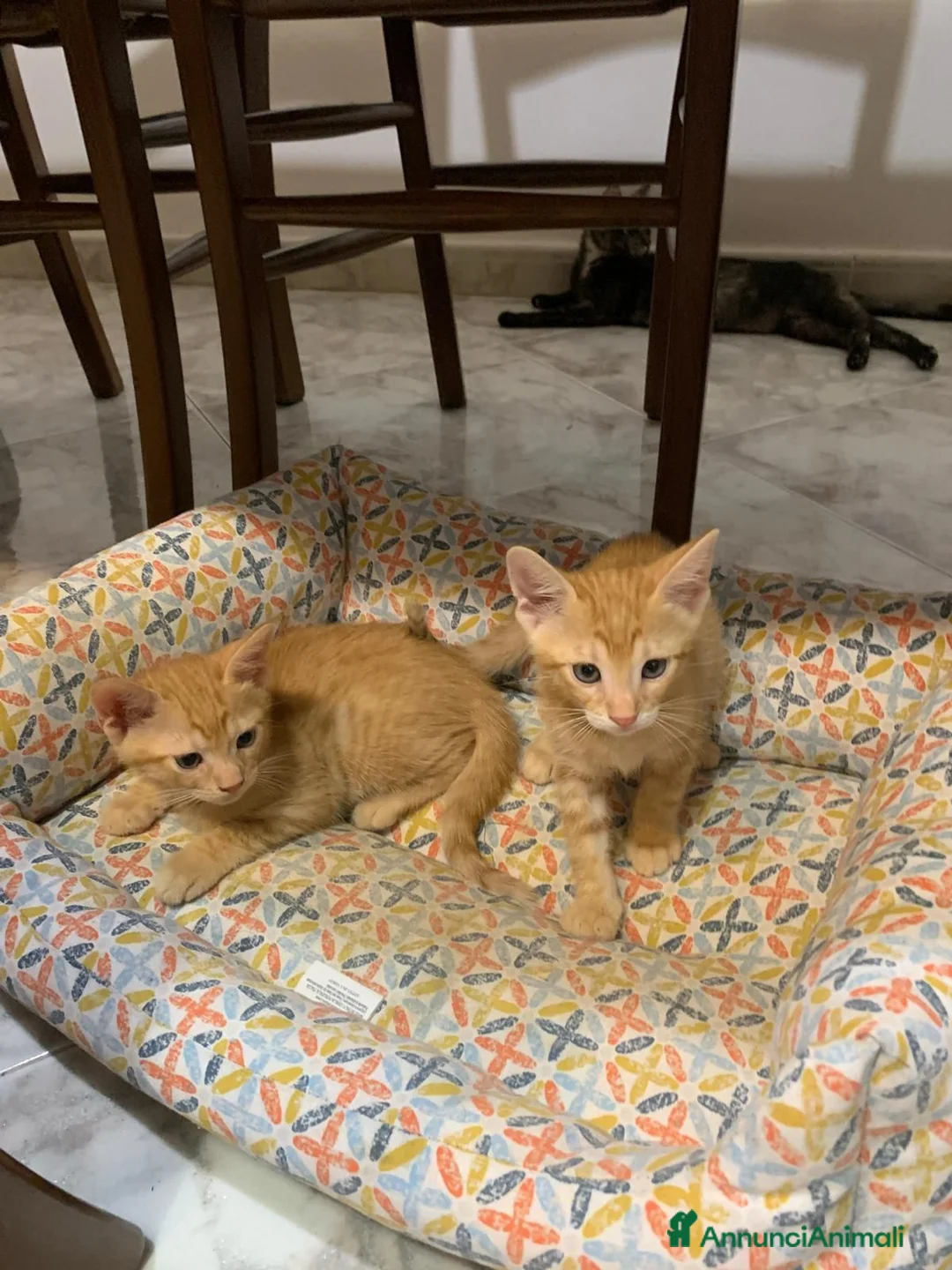 Meticcio gatti in regalo: Tiziano e Valentino 2 mesi  - Annuncio 2