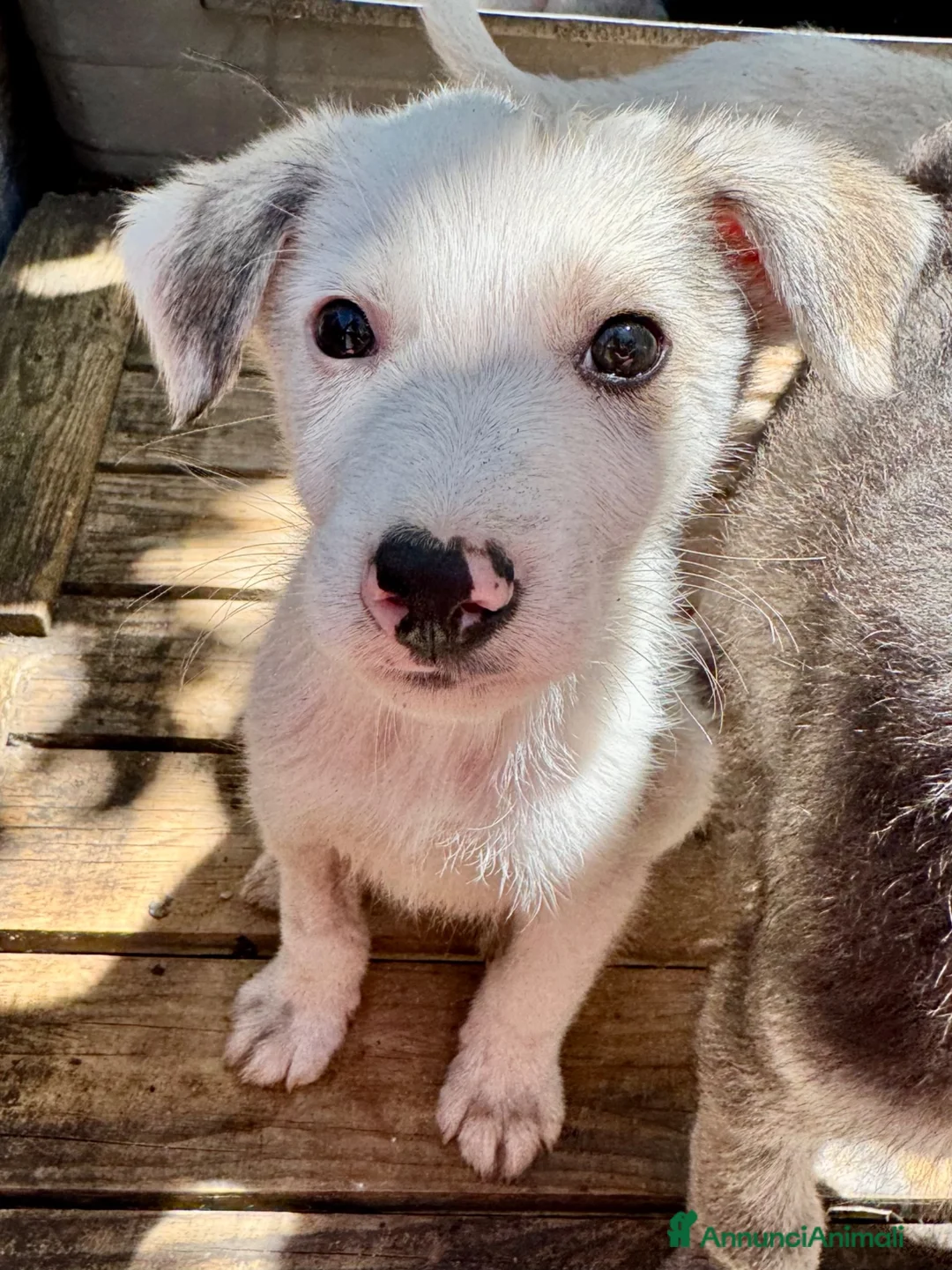 Meticcio cani in regalo: Grey cucciolo socievole taglia contenuta a Città metropolitana di Roma Capitale - Annuncio 3