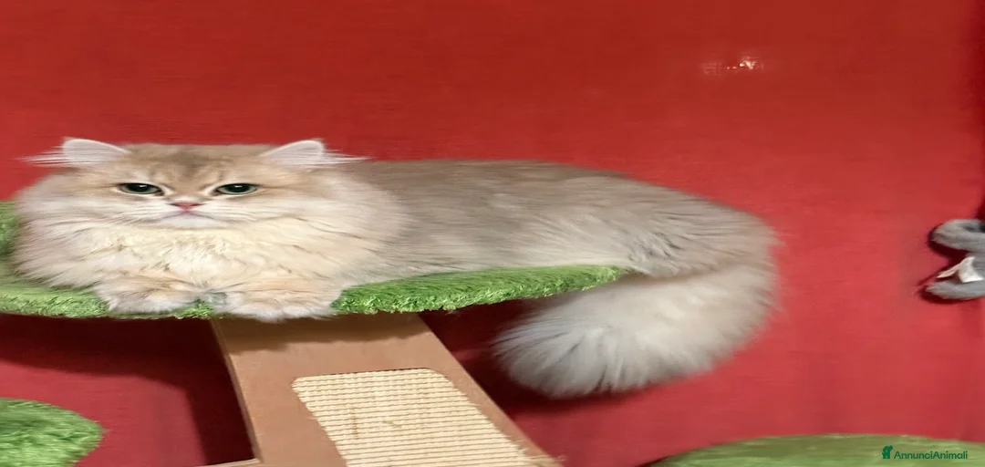 Immagine della galleria {{count}}