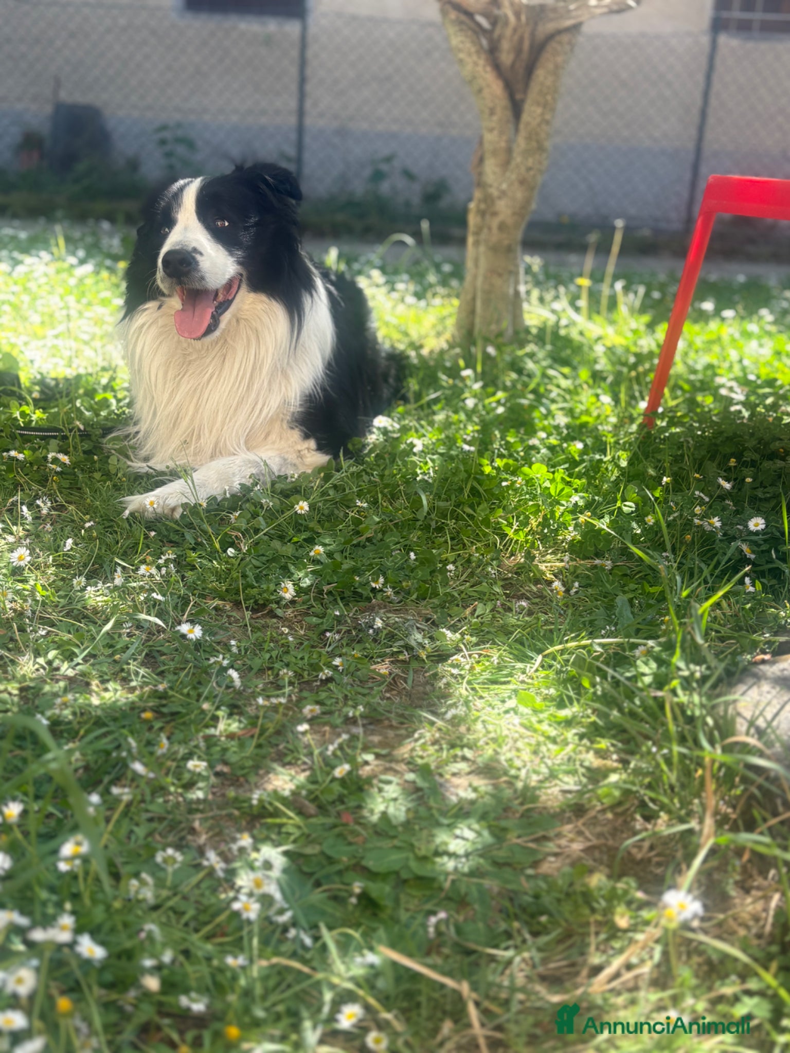 Border Collie cani Accoppiamento  - Annuncio 5