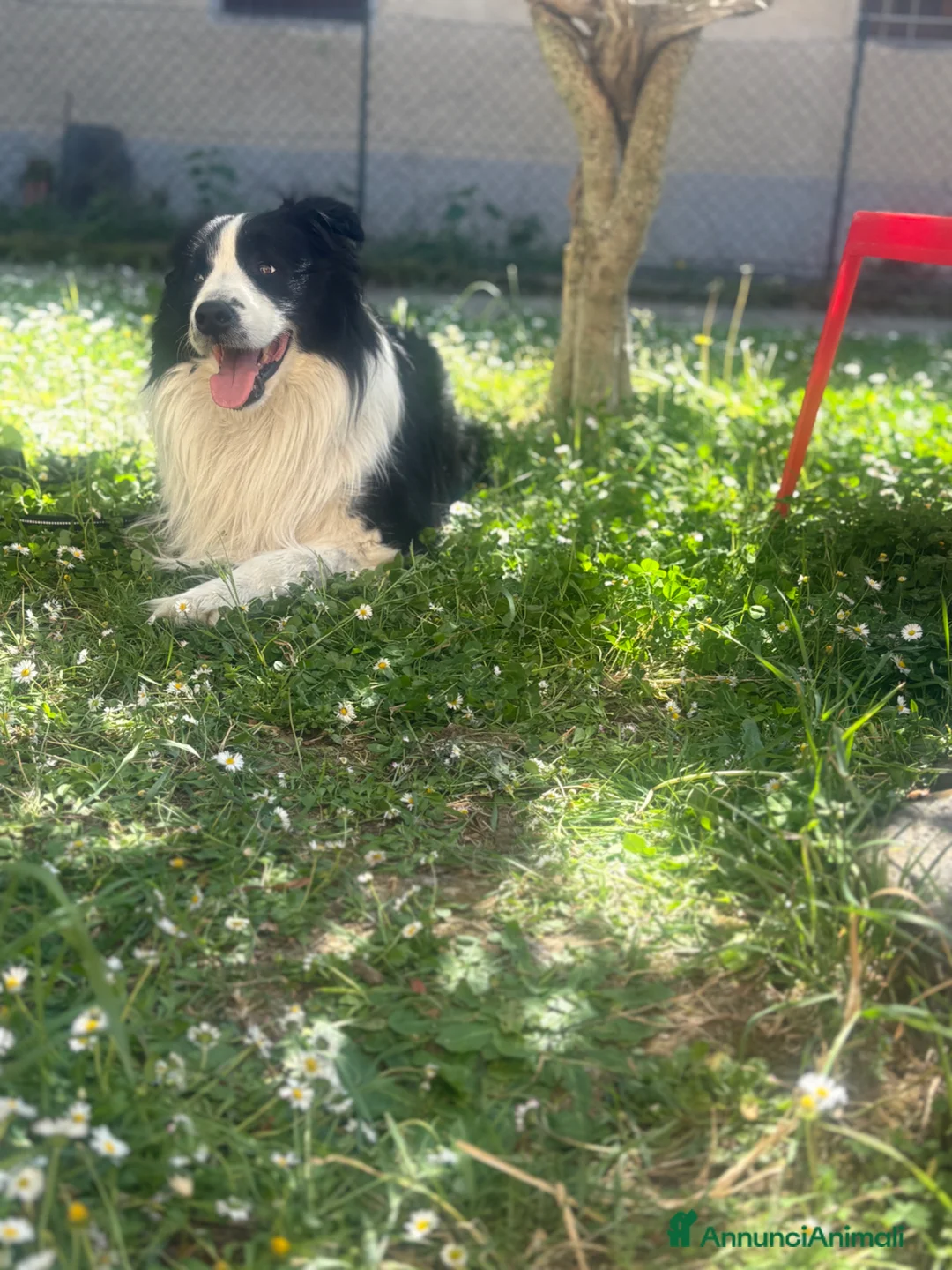 Border Collie cani per accoppiamento: Accoppiamento  a Città Metropolitana di Firenze - Annuncio 1