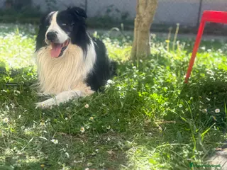 Border Collie cani Accoppiamento - Annuncio 1
