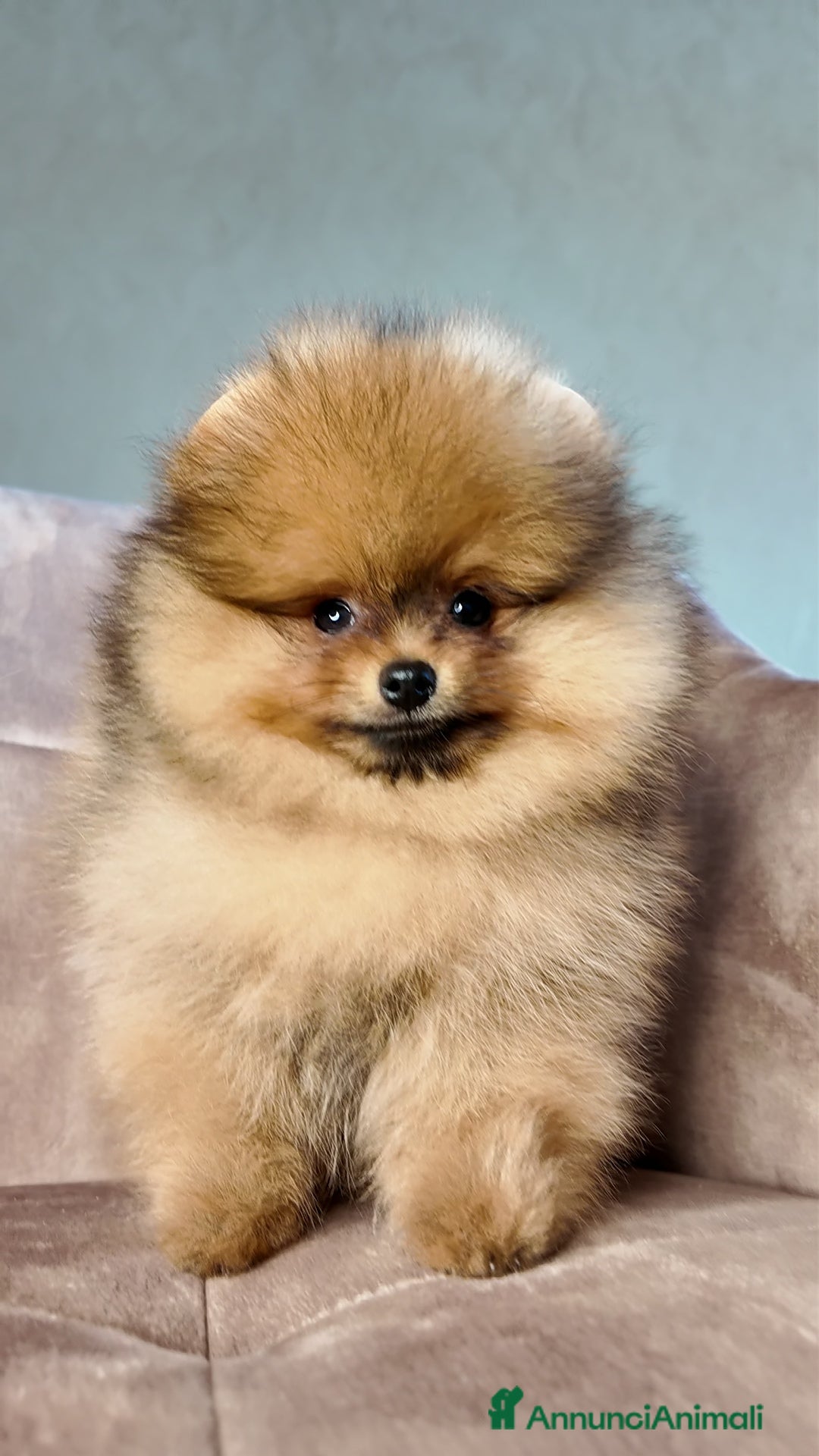 Volpino Pomerania cani Pomerania nano maschio  - Annuncio 7
