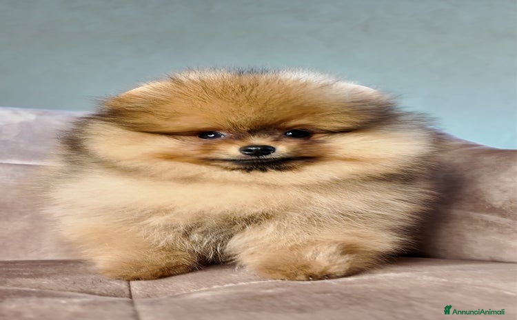 Volpino Pomerania cani - Annuncio 4