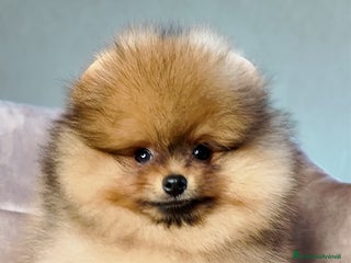 Volpino Pomerania cani Pomerania nano maschio - Annuncio 37