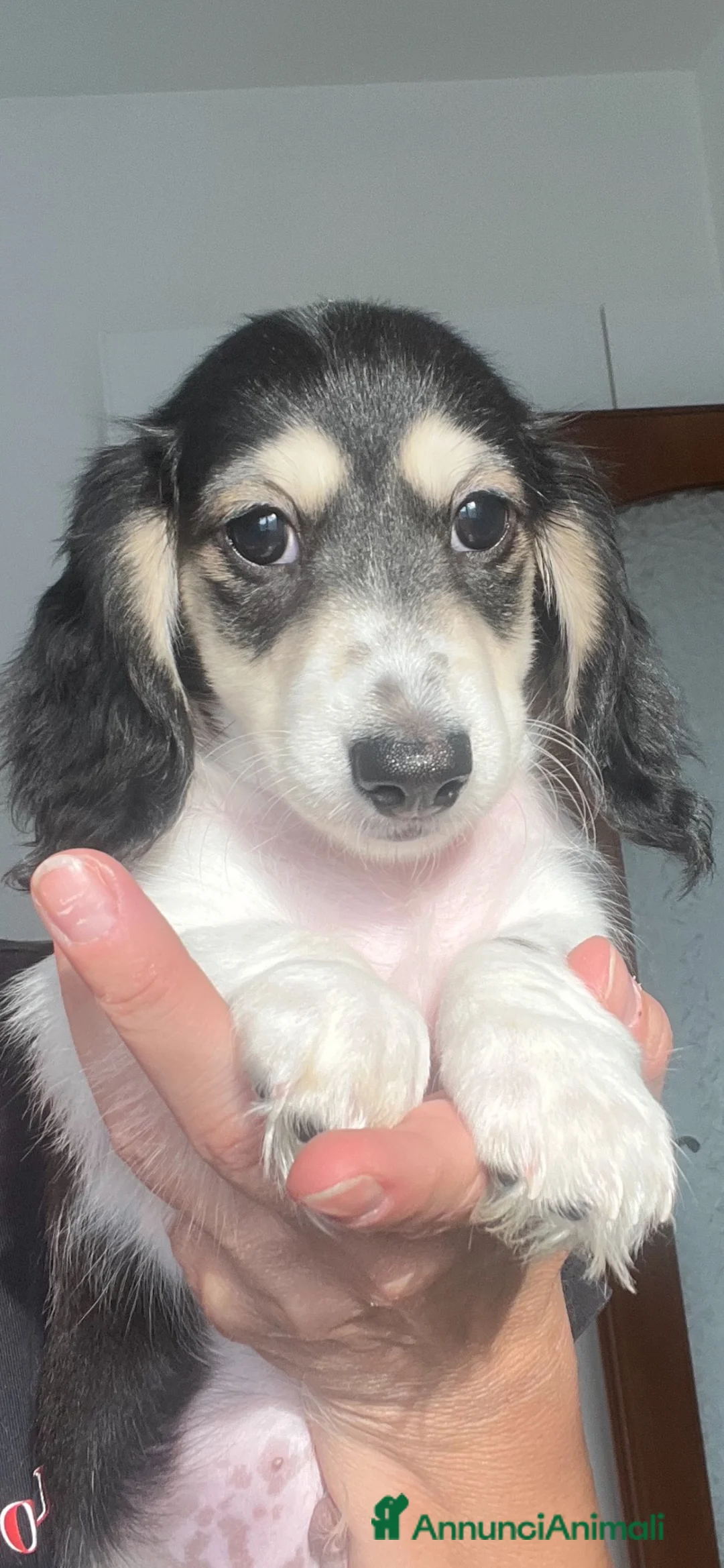 Bassotto Nano cani in vendita: Bassotti a pelo lungo  - Annuncio 2