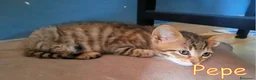 Europeo gatti in regalo: DOLCISSIMO GATTINO DI 45 GIORNI a Città metropolitana di Roma Capitale - Annuncio 3