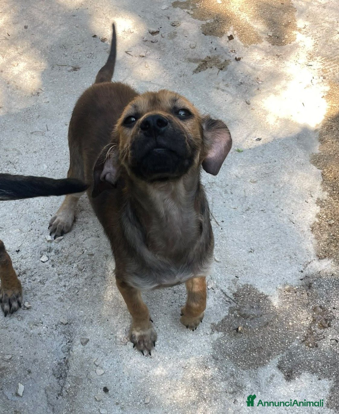 Meticcio cani in regalo: LA PICCOLA OMBRA - Annuncio 4