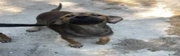 Meticcio cani in regalo: LA PICCOLA OMBRA - Annuncio 1