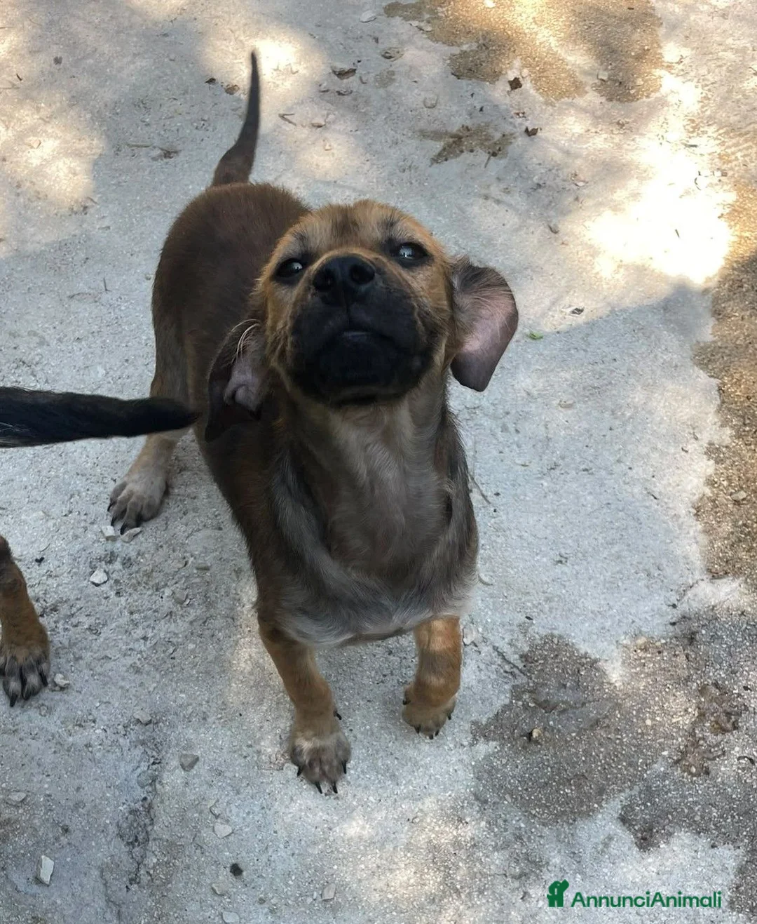 Meticcio cani in regalo: LA PICCOLA OMBRA - Annuncio 1
