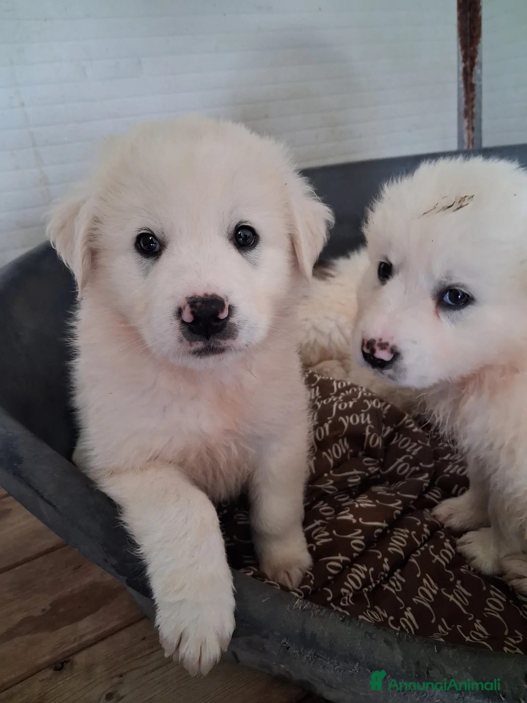 Meticcio cani in regalo: Cucciolo simil maremmano a Provincia di Verona - Annuncio 8