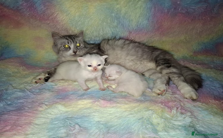 Siberiano gatti a Provincia di Pavia - Annuncio 11