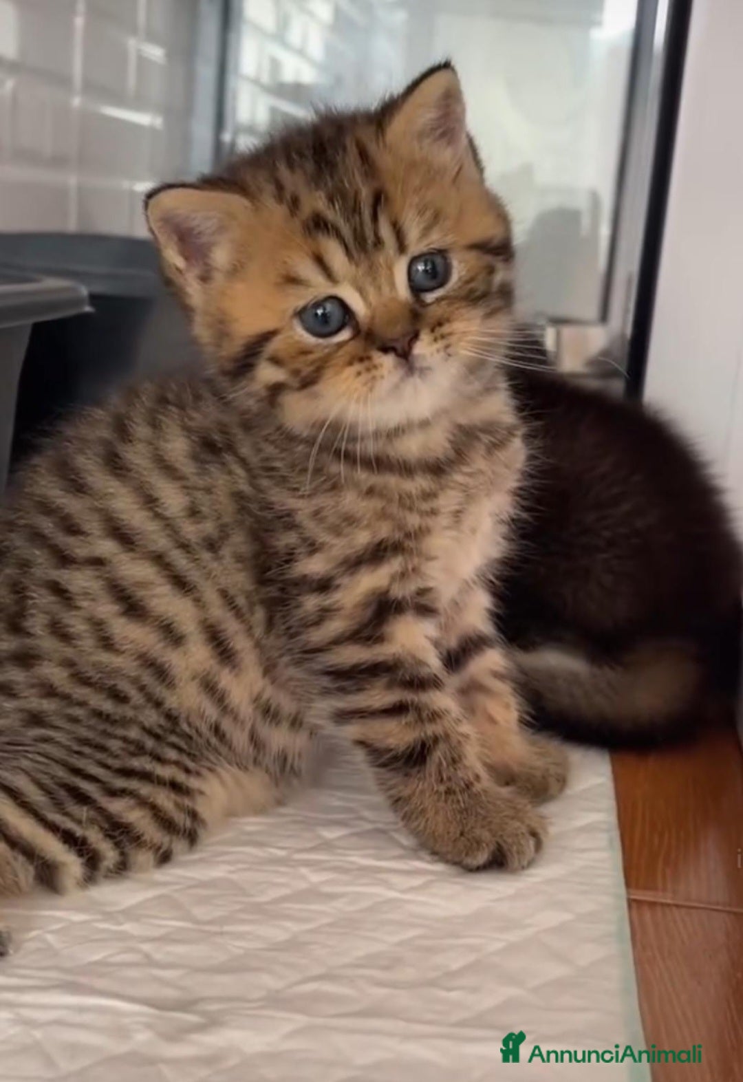 British gatti Splendidi cuccioli di british shorthair golden  - Annuncio 2