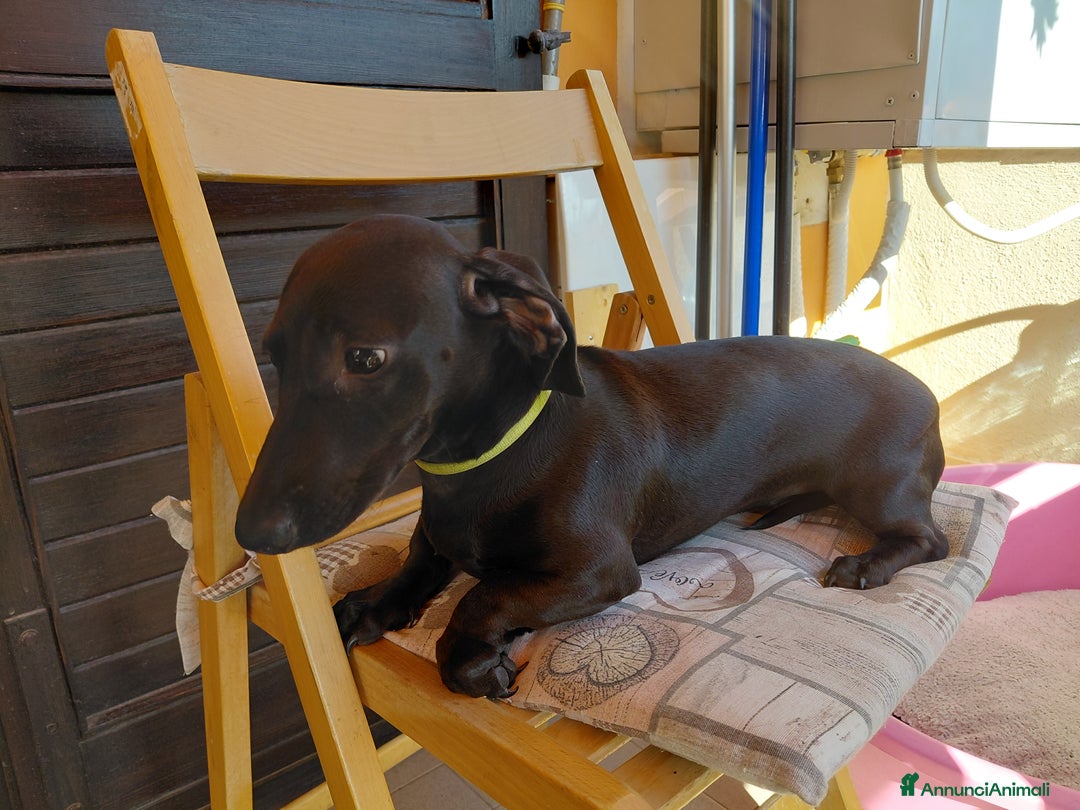 Bassotto cani in vendita: Bassotto nero focato  a Provincia di Avellino - Immagine 2