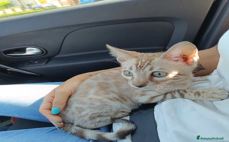Bengala gatti a Provincia di Treviso - Annuncio 6