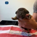 American Bully Cucciolo 7