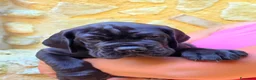 Alano cani in vendita: Cuccioli Alano Neri e blu - Annuncio 6