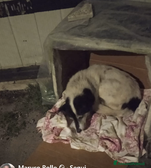 Meticcio cani ADOZ.DEL CUORE: fradicio, triste, buonissimo - Annuncio 1