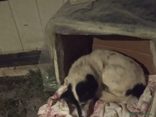 Meticcio cani ADOZ.DEL CUORE: fradicio, triste, buonissimo - Annuncio 1