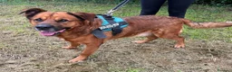 Meticcio cani in regalo: JONAS CANE MOLTO BUONO - Annuncio 2