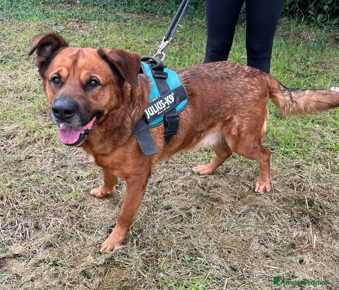 Meticcio cani in regalo: JONAS CANE MOLTO BUONO - Annuncio 2