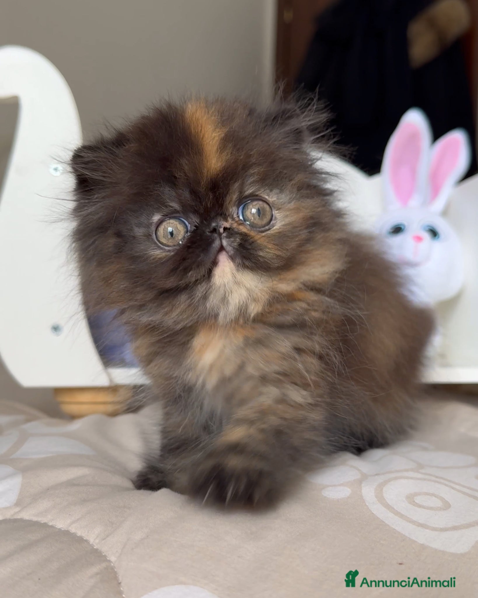 Persiano gatti 🌸 Annarita Orietta🌸 - Annuncio 1