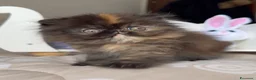 Persiano gatti in vendita: 🌸 Annarita Orietta🌸 - Annuncio 1