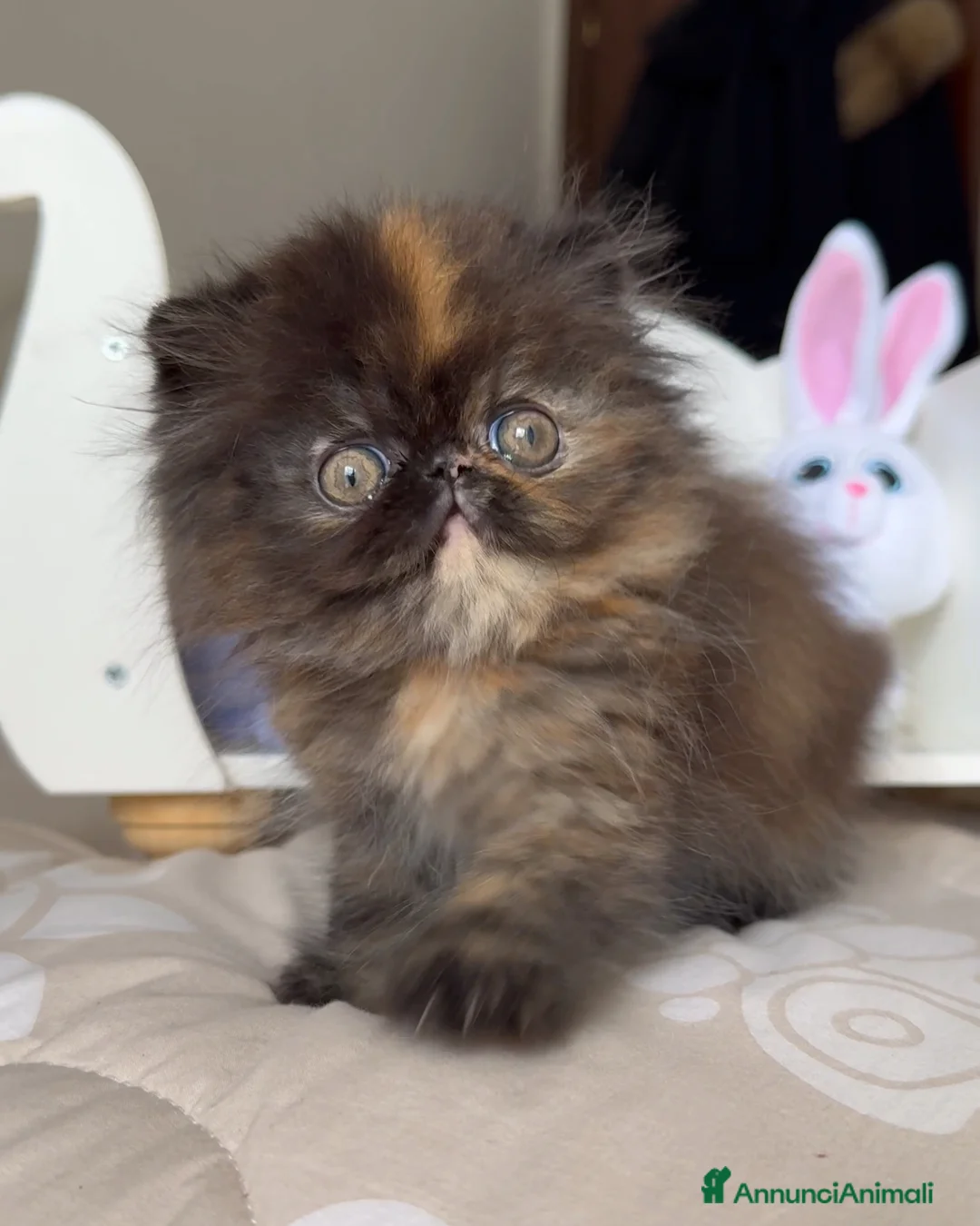 Persiano gatti in vendita: 🌸 Annarita Orietta🌸 - Annuncio 1