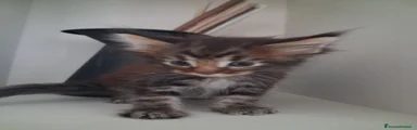 Maine Coon 1